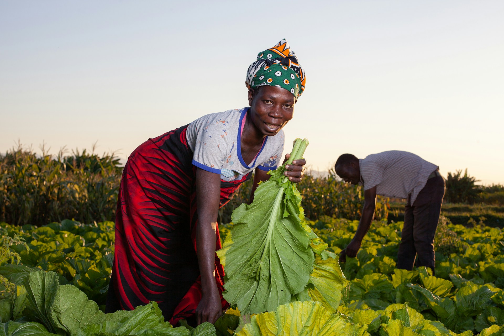 Two farmers harvesting leafy green vegetables at sunset